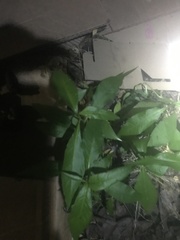 Lysimachia clethroides