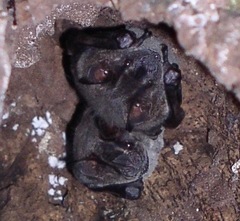 Artibeus obscurus