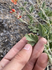 Sphaeralcea munroana