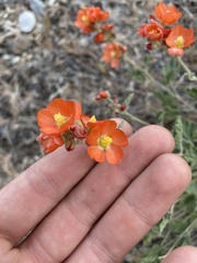 Sphaeralcea munroana