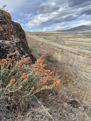 Sphaeralcea munroana