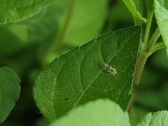 Protalebrella conica