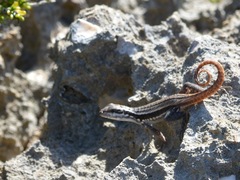 Leiocephalus lunatus