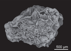 Grausa acaulis