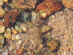 Pseudogobius poicilosoma