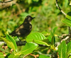 Turdus plebejus