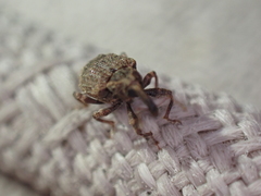 Conotrachelus seniculus