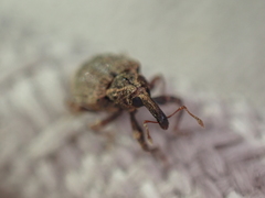 Conotrachelus seniculus