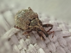 Conotrachelus seniculus