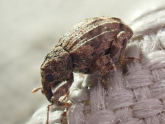 Conotrachelus seniculus