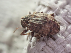 Conotrachelus seniculus