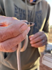 Pygopus nigriceps