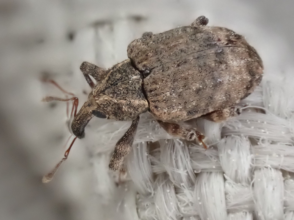 Pigweed Curculio