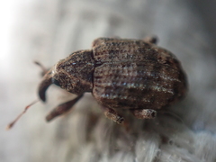 Conotrachelus seniculus
