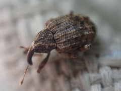 Conotrachelus seniculus