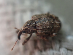 Conotrachelus seniculus