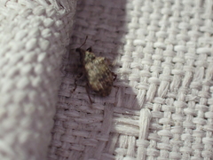 Conotrachelus seniculus