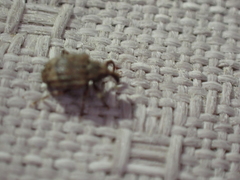 Conotrachelus seniculus