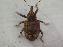 Conotrachelus seniculus