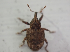 Conotrachelus seniculus