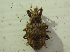 Conotrachelus seniculus