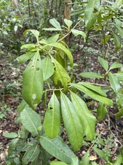 Cestrum citrifolium