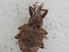 Conotrachelus seniculus