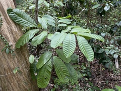 Cupania americana
