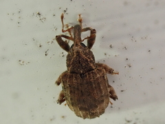 Conotrachelus seniculus