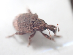 Conotrachelus seniculus