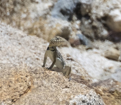 Crotaphytus vestigium