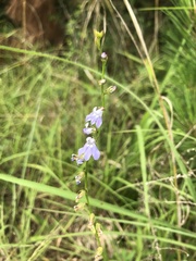 Lobelia appendiculata