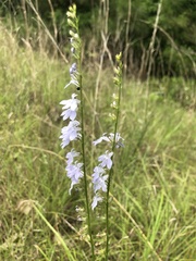 Lobelia appendiculata