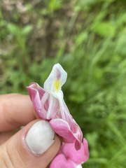 Lamprocapnos spectabilis