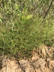 Lechea tenuifolia