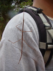Cladoxerus