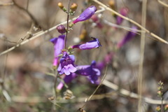Penstemon heterophyllus australis
