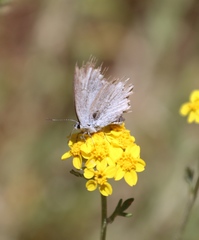 Cupido amyntula