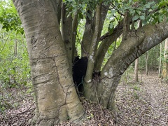 Melicoccus bijugatus