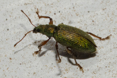 Phyllobius intrusus