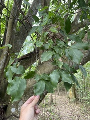 Melicoccus bijugatus