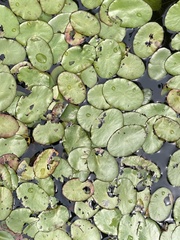Nuphar sagittifolia