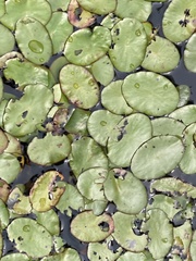 Nuphar sagittifolia