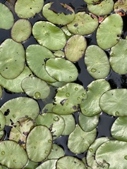 Nuphar sagittifolia