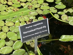 Nuphar sagittifolia