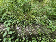 Carex ischnostachya