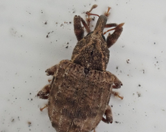 Conotrachelus seniculus