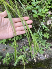 Carex ischnostachya