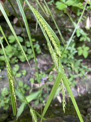 Carex ischnostachya