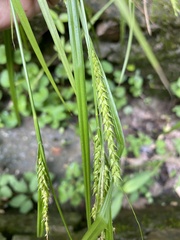 Carex ischnostachya